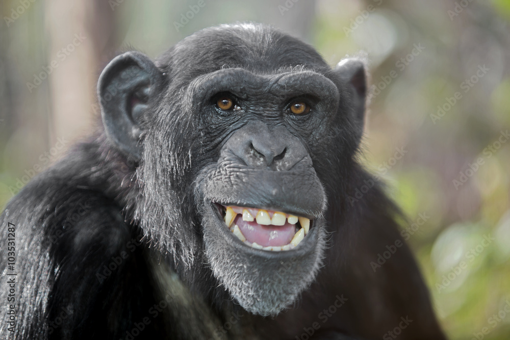 Naklejka premium Szympans płci męskiej