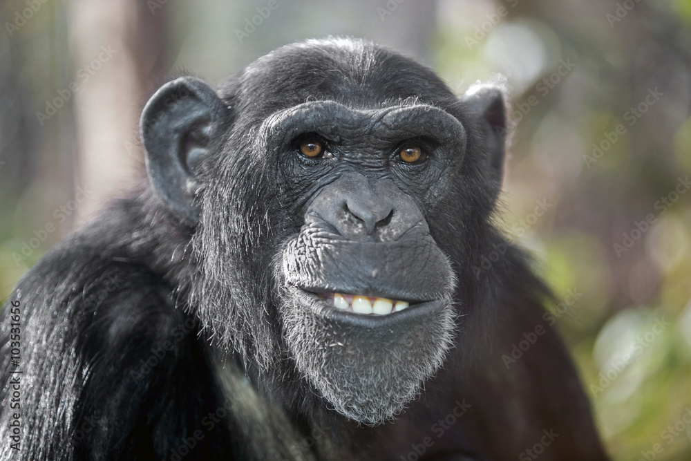 Naklejka premium Szympans płci męskiej