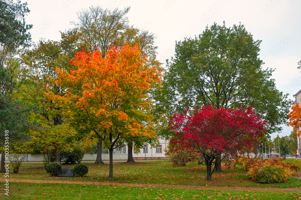 Naklejka premium Colors of autumn