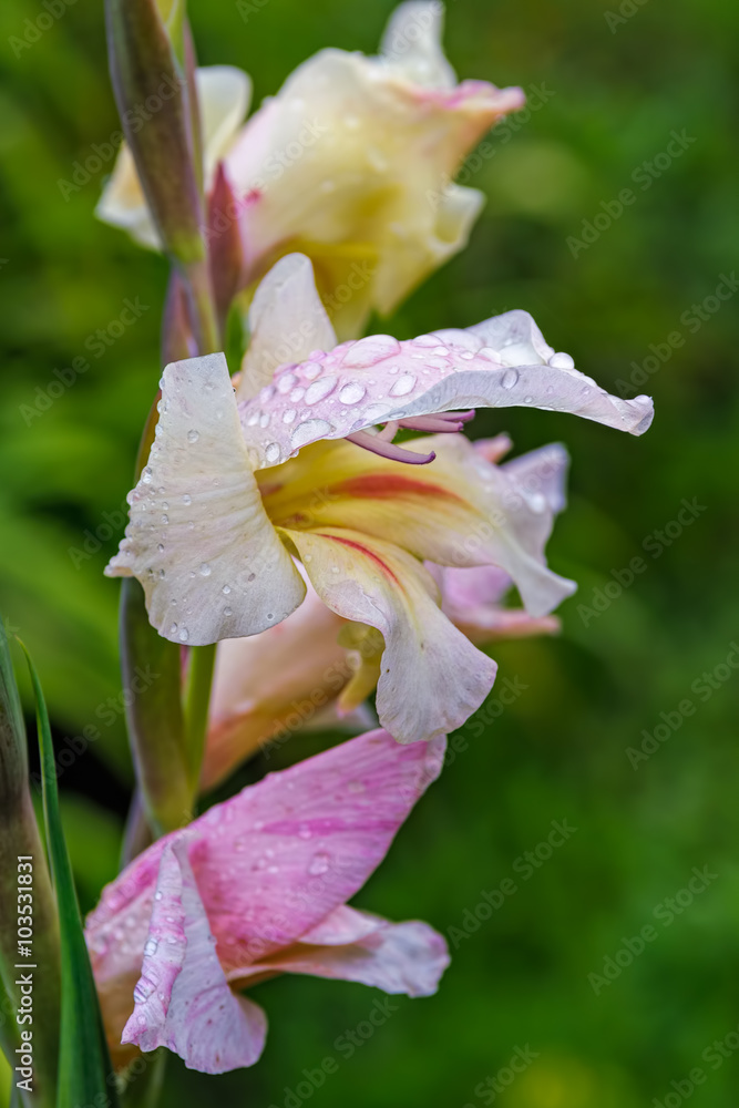 Fototapeta premium Blooming gladiolus or sword lily