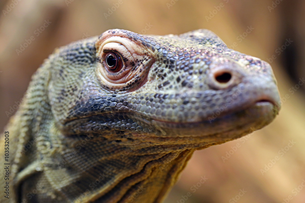 Komodo dragon Komodo dragon