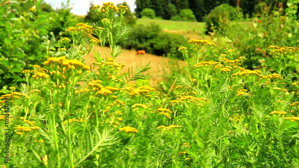 Meadow on the Belgian countryside in the proximity of the Maredsous Abbey. Meadow on the Belgian countryside in the proximity of the Maredsous Abbey.