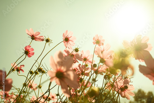 cosmos flowers in the garden with sky background in pastel retr