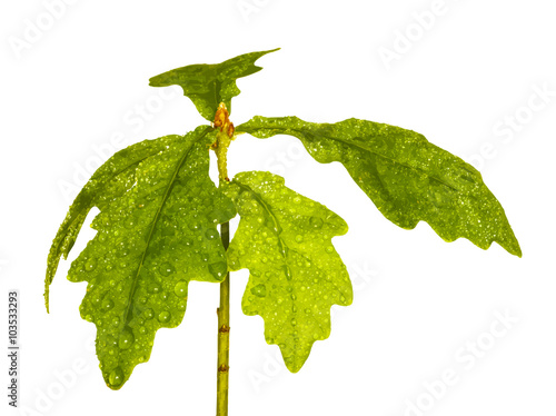 young oak