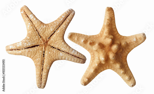 starfish