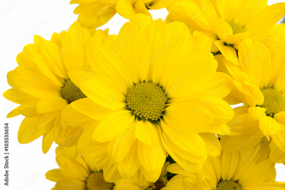 yellow chrysanthemum isolated yellow chrysanthemum isolated