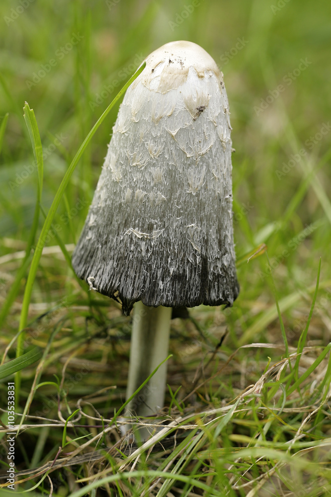 Schopftintling Stock-Foto | Adobe Stock