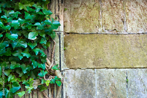 Garden wall with vine and copy space