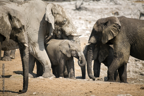 Elephant in Etosha National Park.
