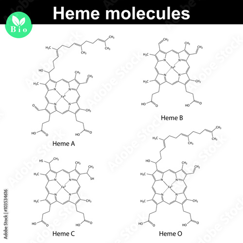 Heme molecule structure