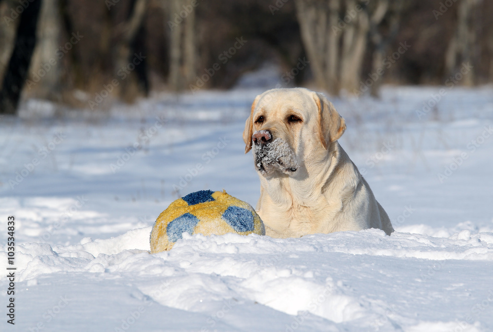 a nice yellow labrador in winter in snow with a ball a nice yellow labrador in winter in snow with a ball