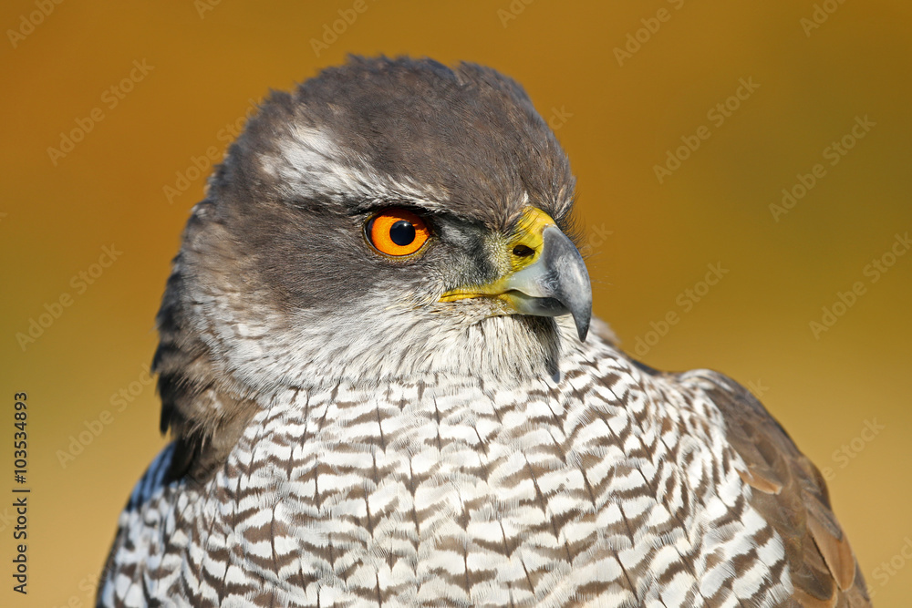 Portrait of a Northern goshawk Portrait of a Northern goshawk