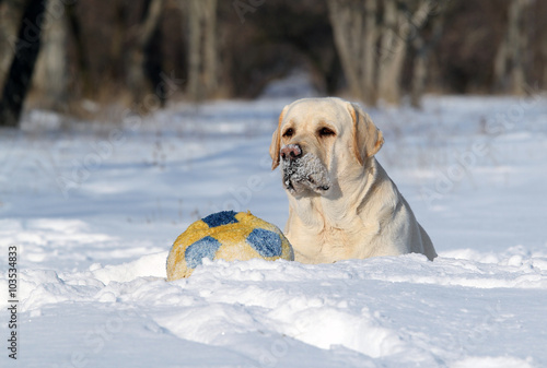 a nice yellow labrador in winter in snow with a ball