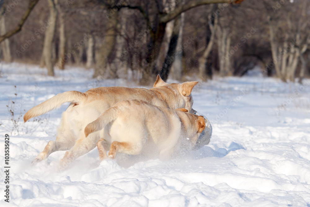 two yellow labradors in winter in snow with a ball