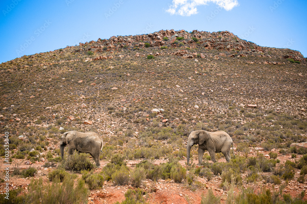 Fototapeta premium 2 elephants in a Safari in Cape Town