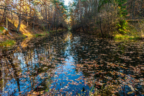 Fototapeta Naklejka Na Ścianę i Meble -  Rozlewisko wody w lesie jesienią