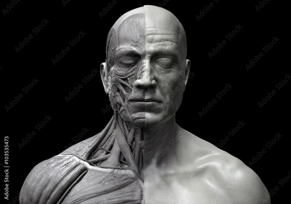 Human anatomy - muscle anatomy of the face neck and chest Human anatomy - muscle anatomy of the face neck and chest