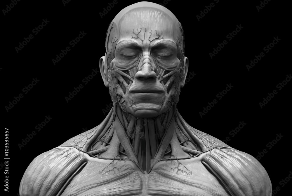 Human anatomy - muscle anatomy of the face neck and chest Human anatomy - muscle anatomy of the face neck and chest