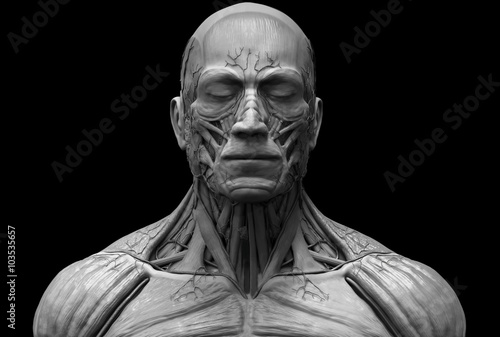 Human anatomy - muscle anatomy of the face neck and chest 