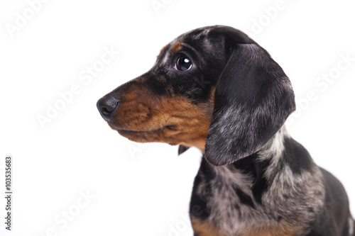 Fototapeta Naklejka Na Ścianę i Meble -  Portrait Dachshund puppy merle
