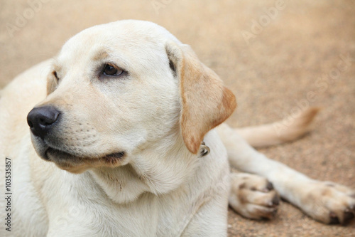 Labrador dog