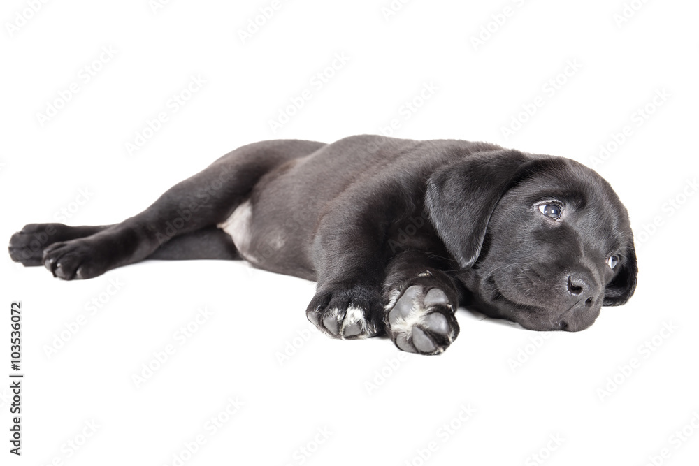 labrador puppy in the studio labrador puppy in the studio