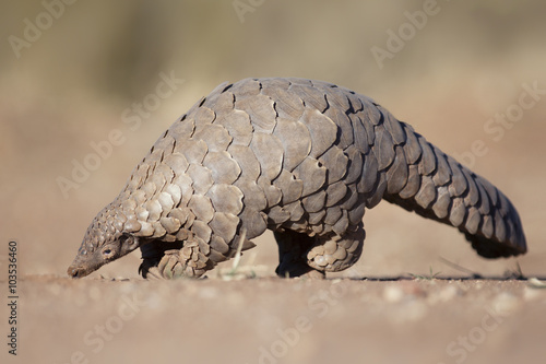Pangolin searching for ants