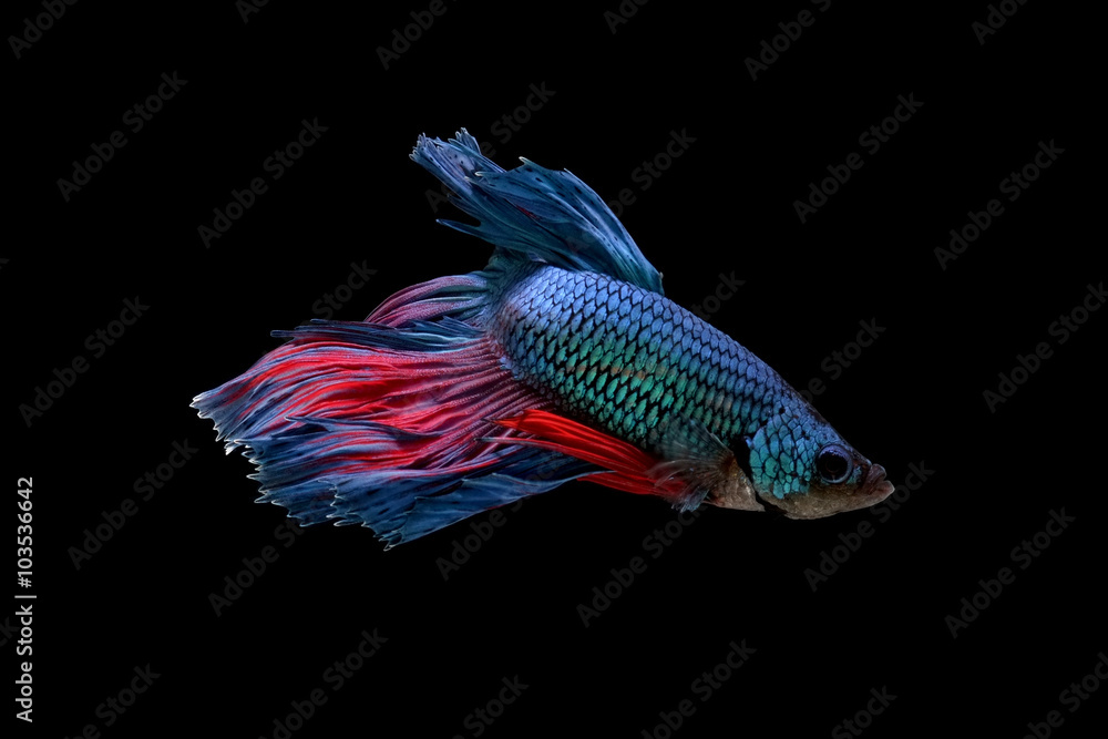 Fototapeta premium betta fish isolated on black background