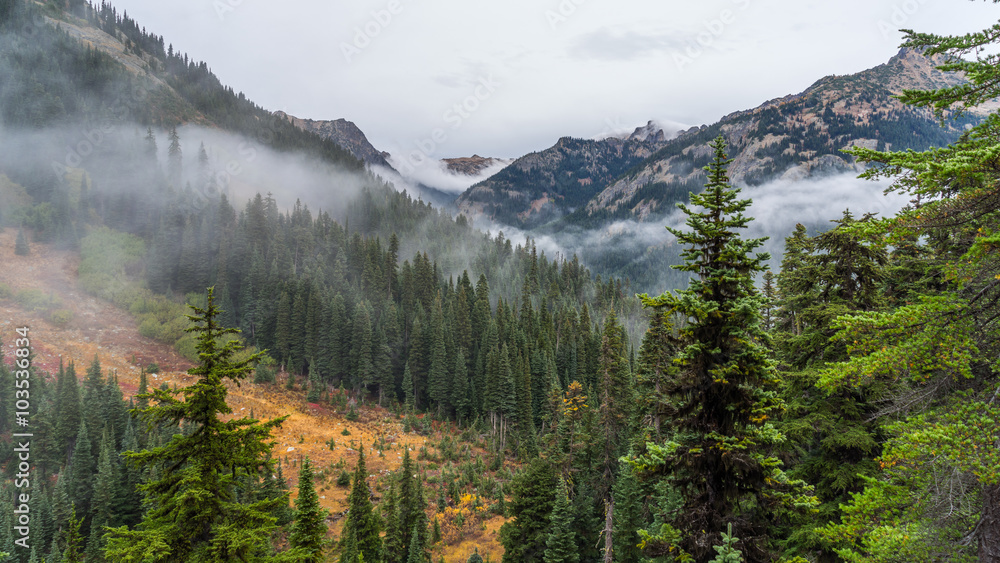 Forest in the mountains shrouded in mist, HEATHER-MAPLE PASS LOOP TRAIL, Washington state