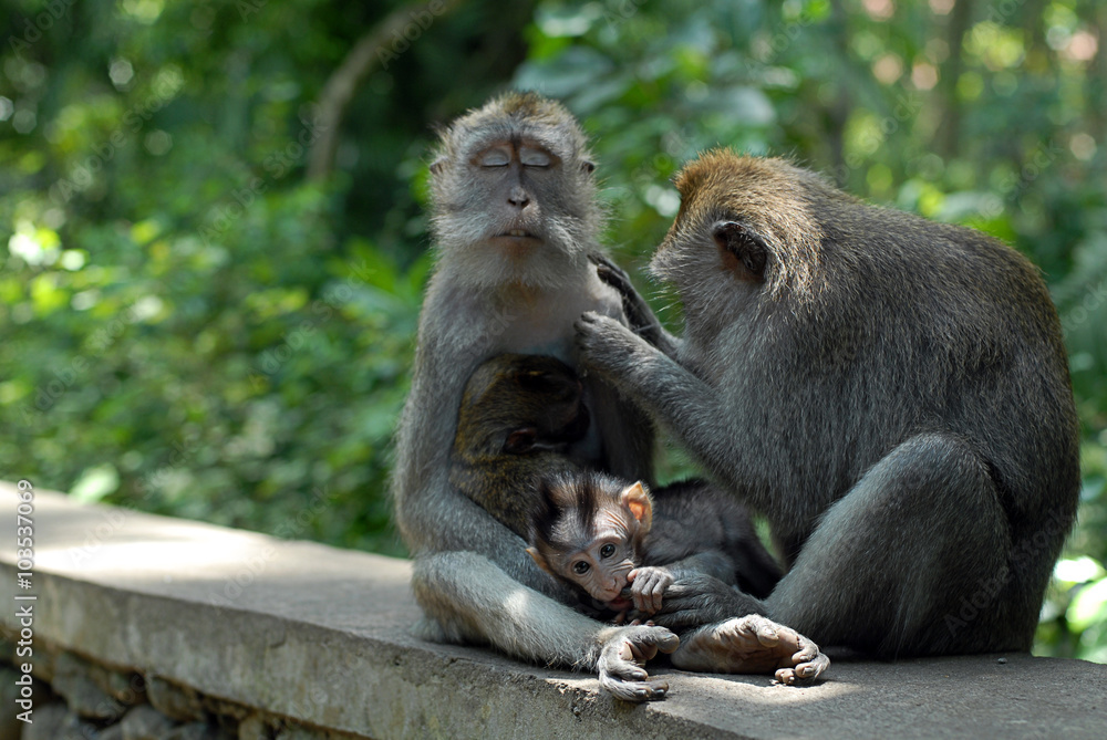 Makaka affe mit familie