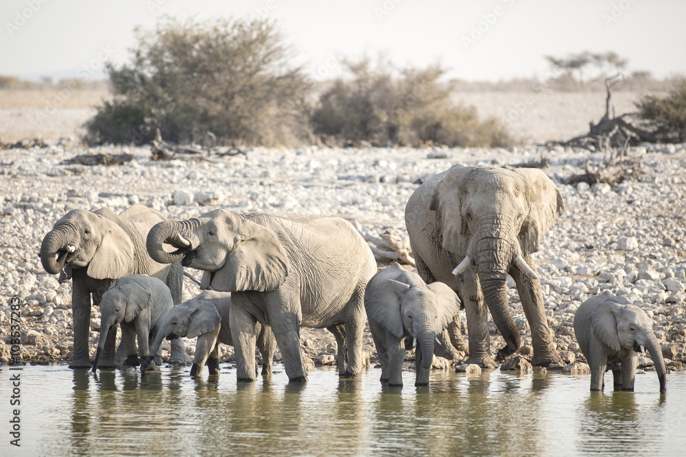 Obraz premium Elephant at Okaukuejo water hole.