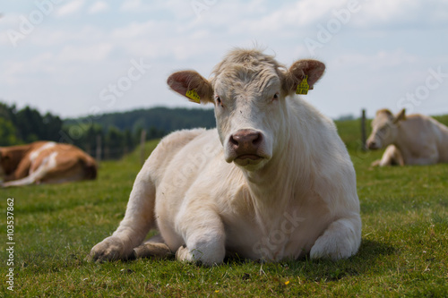 Milchkühe auf der Weide beim Wiederkäuen