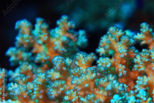 Underwater tropical sea view © kichigin19