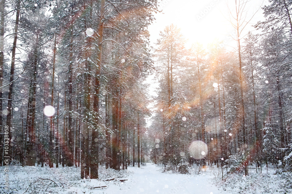 winter road in a snowy forest winter road in a snowy forest