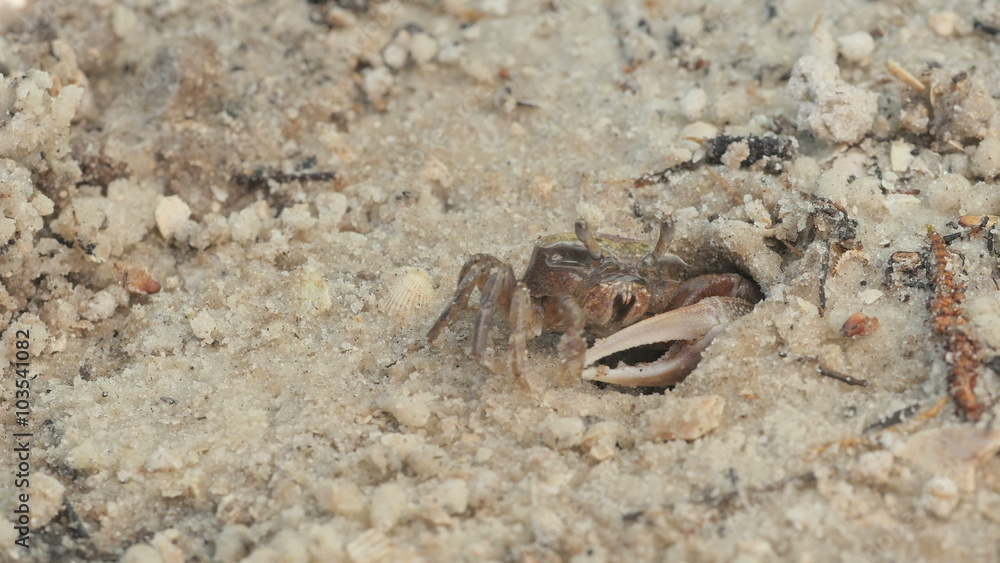 4K Atlantic Sand Fiddler Crab (Uca pugilator) Male Feeding 1 4K Atlantic Sand Fiddler Crab (Uca pugilator) Male Feeding 1