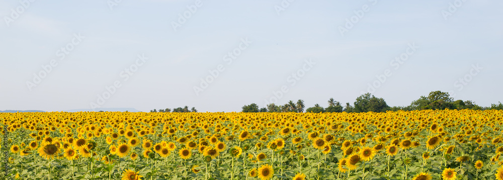 sunflower field  blue sky background.