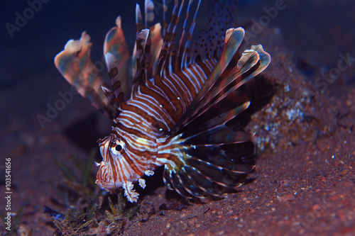 fish lionfish underwater portrait