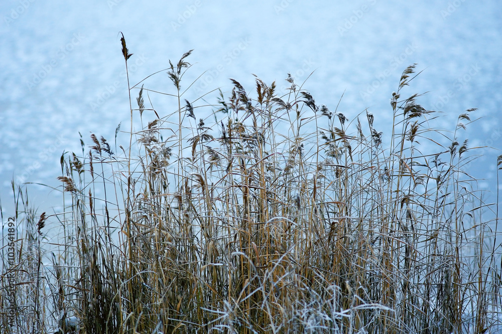 Obraz premium winter background dry grass snow