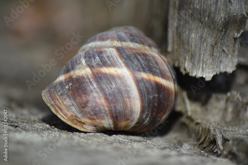 Sink a large snail