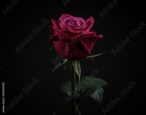 Close up of beautiful dark red rose isolated on black.