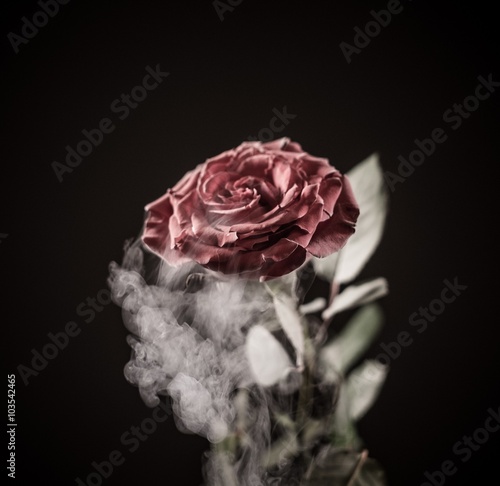 Obraz na plátně Close up of frozen red rose isolated on black.