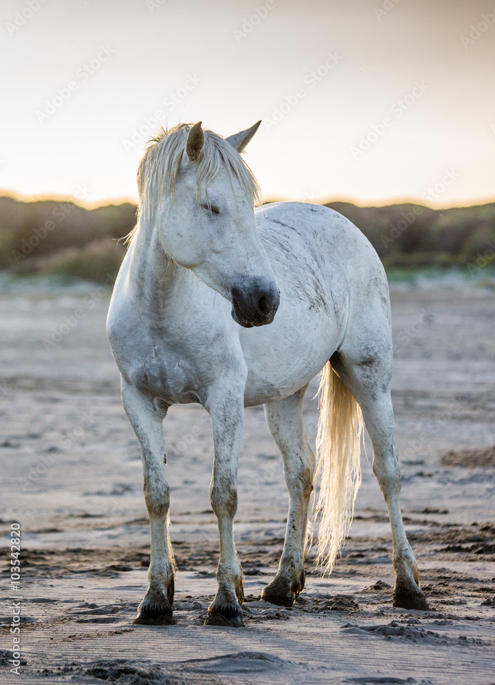 White Camargue horse standing on sand. Parc Regional de Camargue. France. Provence. An excellent illustration White Camargue horse standing on sand. Parc Regional de Camargue. France. Provence. An excellent illustration