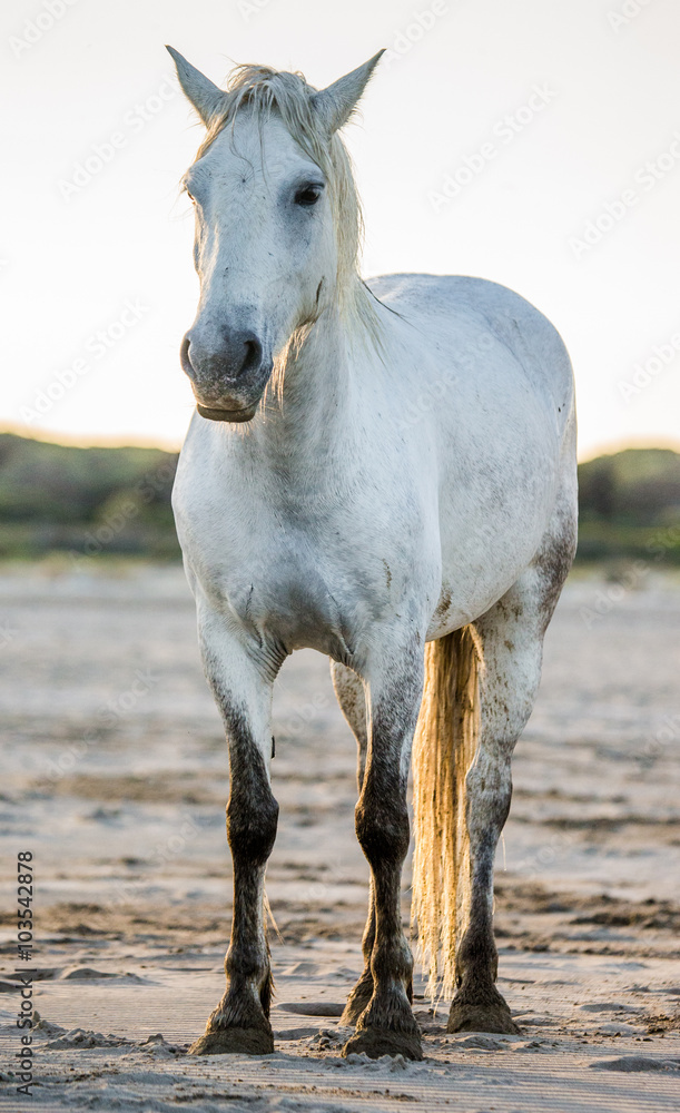 White Camargue horse standing on sand. Parc Regional de Camargue. France. Provence. An excellent illustration White Camargue horse standing on sand. Parc Regional de Camargue. France. Provence. An excellent illustration