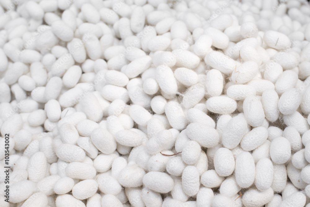 White cocoon background. Selective focus. White cocoon background. Selective focus.