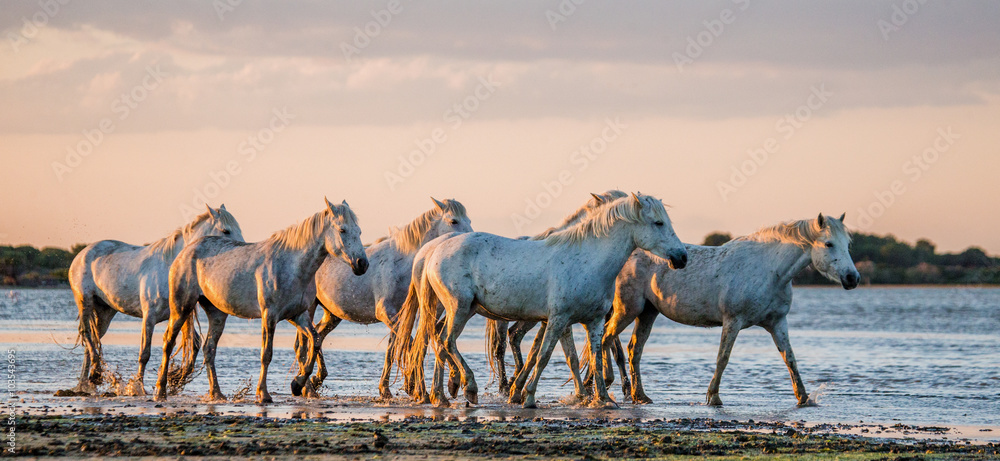 Obraz premium White Camargue Horses stand in the swamps nature reserve. Parc Regional de Camargue. France. Provence. An excellent illustration