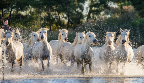 Fototapeta Naklejka Na Ścianę i Meble -  White Camargue Horses run in the swamps nature reserve. Parc Regional de Camargue. France. Provence. An excellent illustration