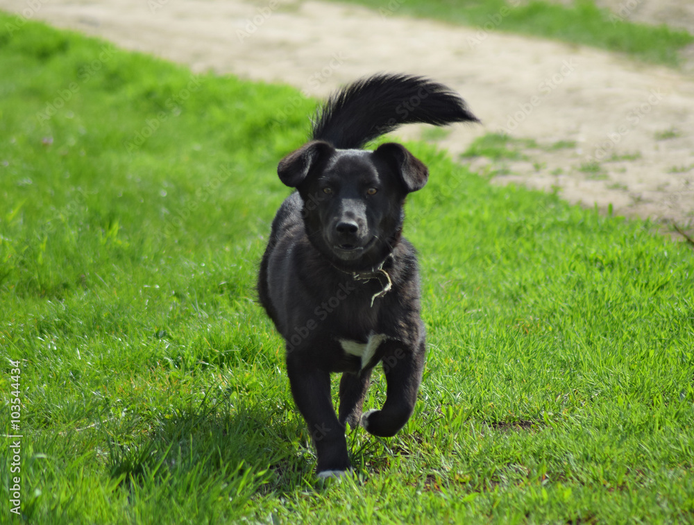 Black dog on the green grass