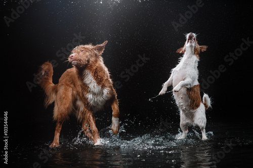 Dog Jack Russell Terrier and Dog Nova Scotia Duck Tolling Retriever, dogs play, jump, run, move in water