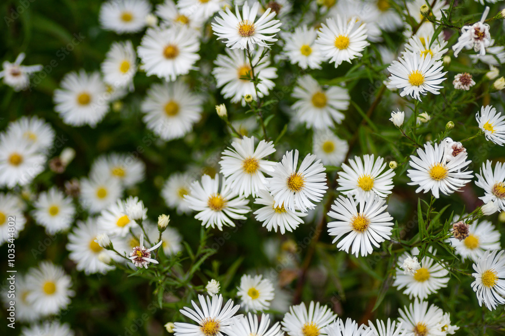 Flowering in autumn Perennial Aster (Aster). Glade Flowering in autumn Perennial Aster (Aster). Glade