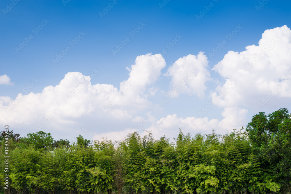 Tree wall under cloud and blue sky.